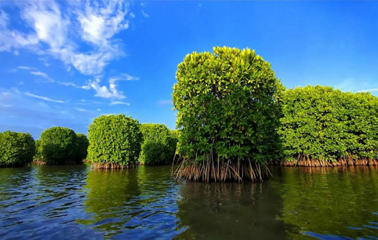 Mangrove Forest, Kavvayi image